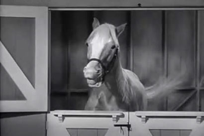 Pictures of mr.ed